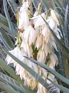 Yucca baccata